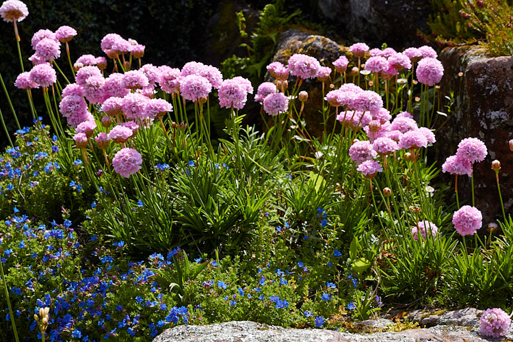 Two spring-flowering perennials: the pink-flowered thrift (<i>Armeria</i>) and the blue-flowered <i>Lithodora</i>.