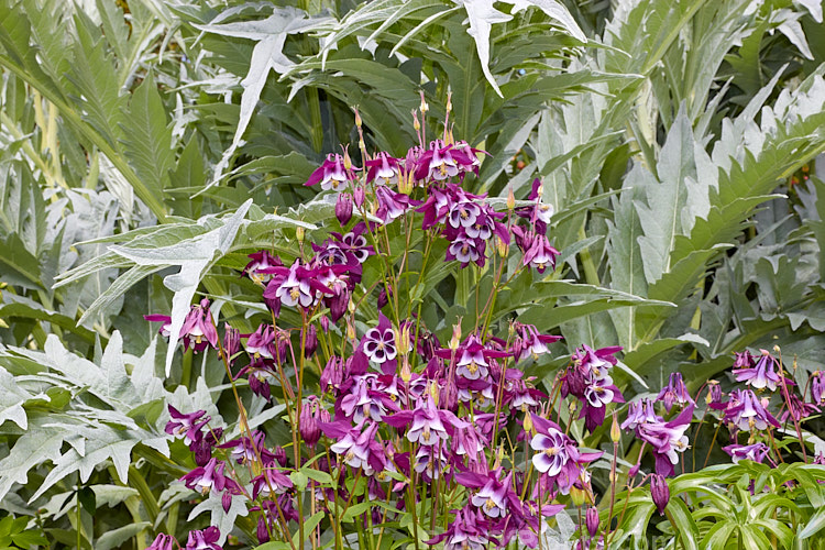 The flowers of columbine or granny's bonnet (<i>Aquilegia</i>) against a background of cardoon (<i>Cynara</i>) foliage.