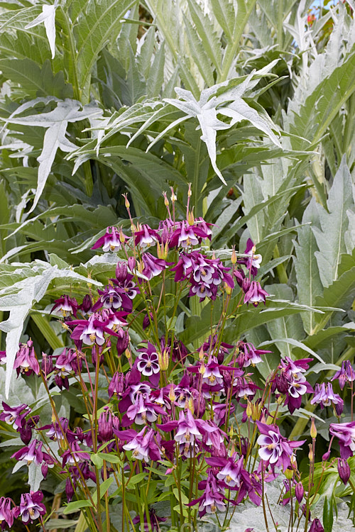 The flowers of columbine or granny's bonnet (<i>Aquilegia</i>) against a background of cardoon (<i>Cynara</i>) foliage.