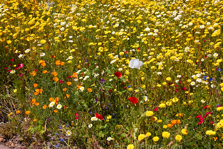 Assorted summer-flowering wildflowers.