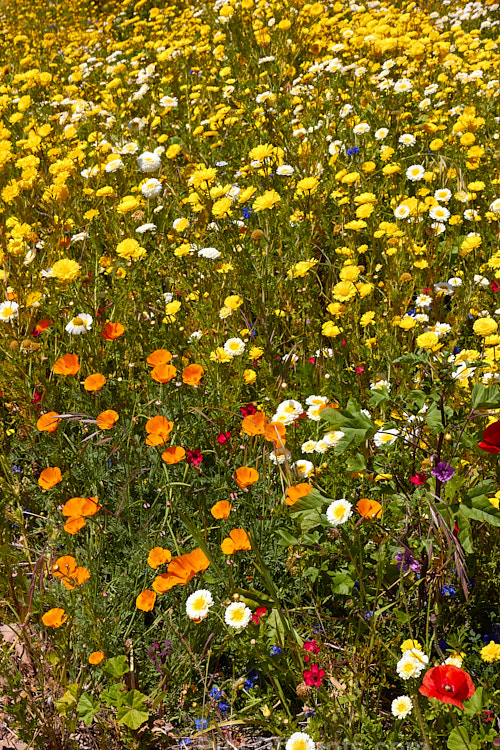 Assorted summer-flowering wildflowers.