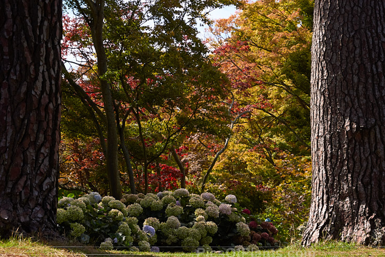 Autumnal maples (<i>Acer</i>) and hydrangeas framed by trunks of the maritime pine (<i>Pinus pinaster</i>).