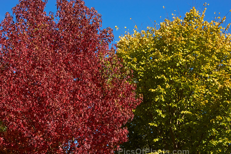 The autumnal foliage of the sweet gum (<i>Liquidambar styraciflua</i>) and the golden wych elm (<i>Ulmus glabra</i> 'Lutescens').