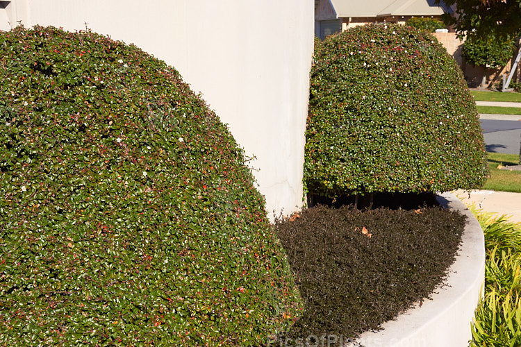 Tightly clipped <i>Cotoneasater</i> underplanted with <i>Ceanothus</i>.