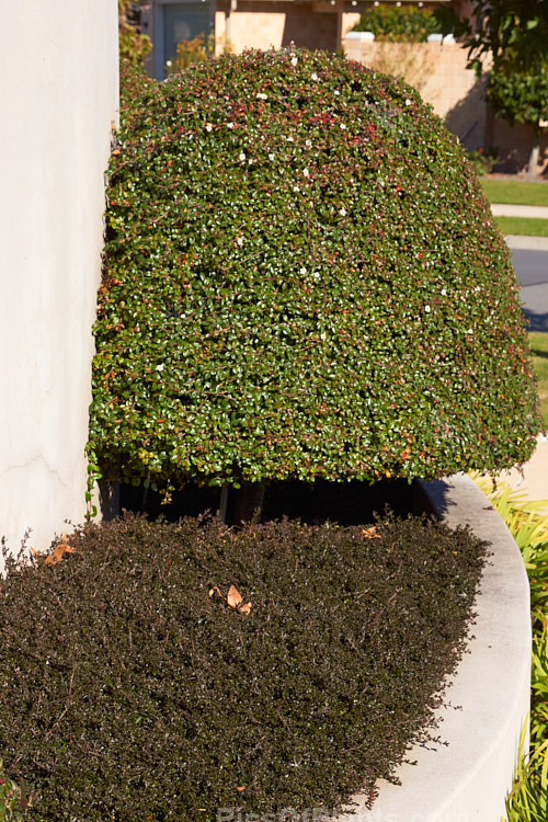 Tightly clipped <i>Cotoneasater</i> underplanted with <i>Ceanothus</i>.