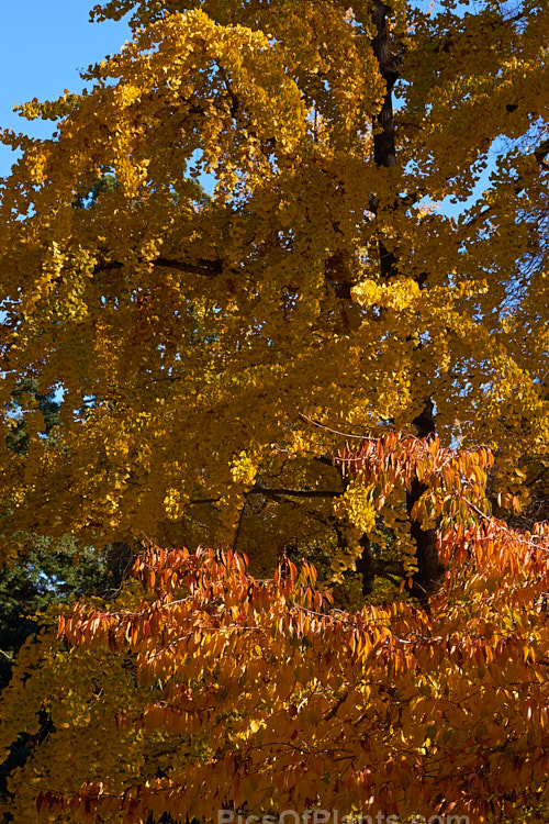 A <i>Prunus</i> cultivar and a maidenhair tree (<i>Ginkgo biloba</i>) in their autumn foliage.