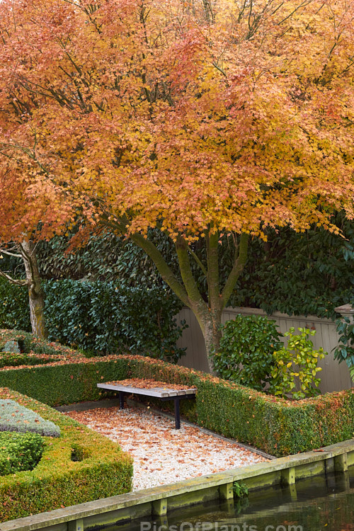 A garden seat under an autumnal Japanese maple (<i>Acer palmatum</i>).