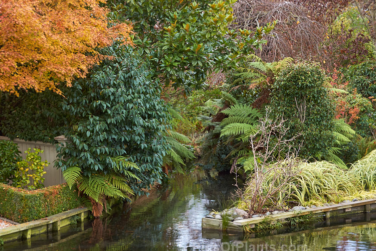 A riverside woodland garden in autumn.