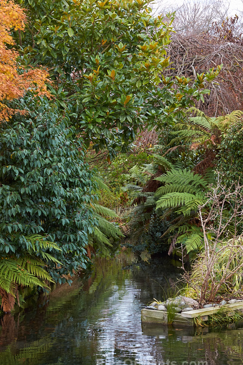 A riverside woodland garden in autumn.