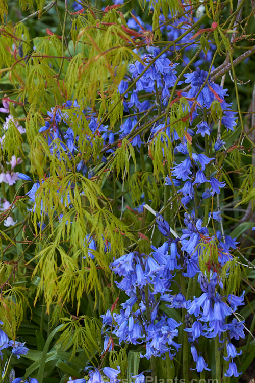 Bluebells (<i>Hyacinthoides</i>)</i>) against a backdrop of Japanese maple (<i>Acer palmatum</i>) foliage.