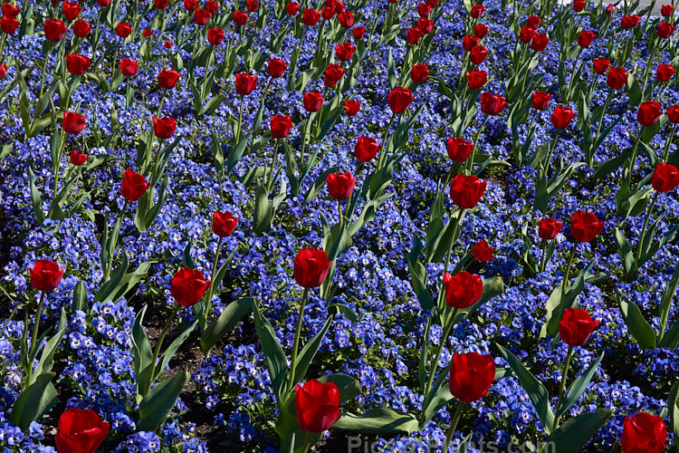 A spring show of tulips and violas.