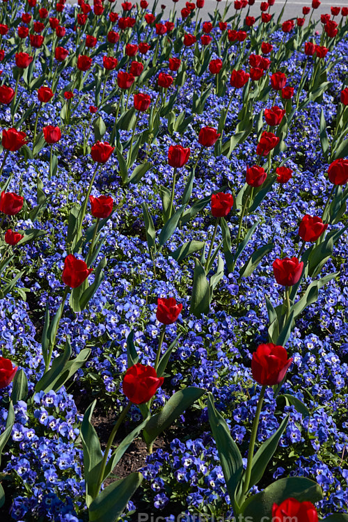 A spring show of tulips and violas.