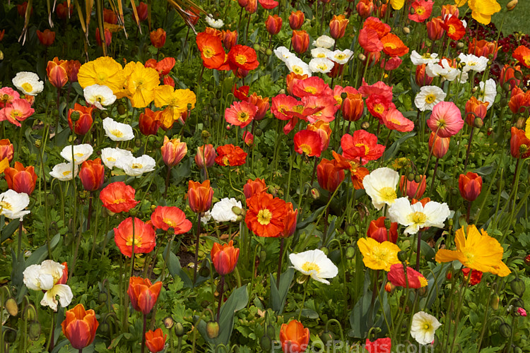 A spring show of Iceland poppies and tulips.