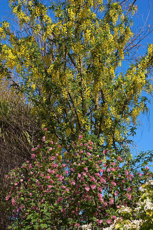 Laburnum and flowering currant (<i>Ribes</i>) in spring.