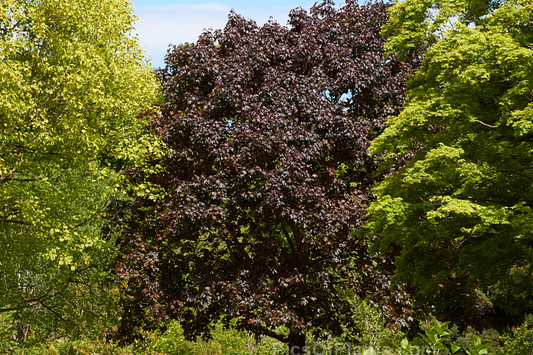 Deciduous trees in spring, showing a range of foliage colour.