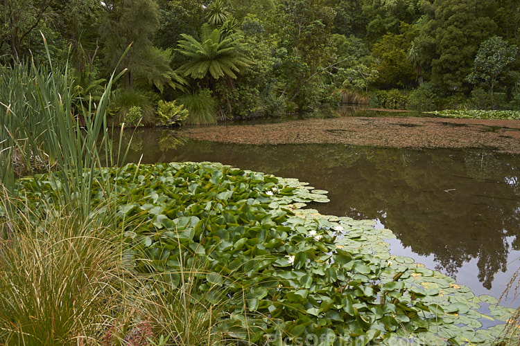 A large lily pond in summer.