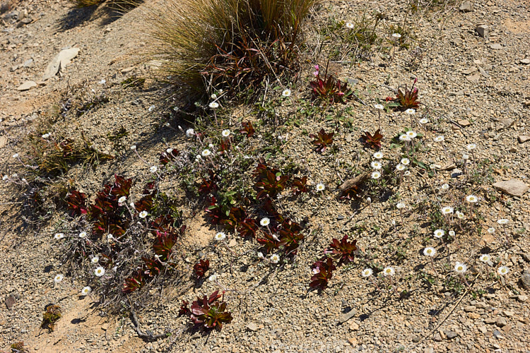 New Zealand subalpine plants: <i>Epilobium</i> and <i>Anaphalioides</i>.