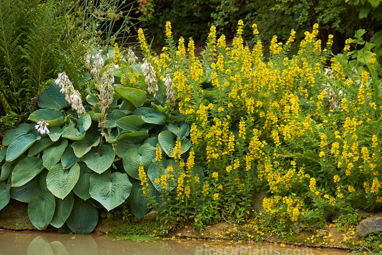 Loosestrife (<i>Lysimachia</i>) and <i>Hosta</i> as pondside marginal plants.