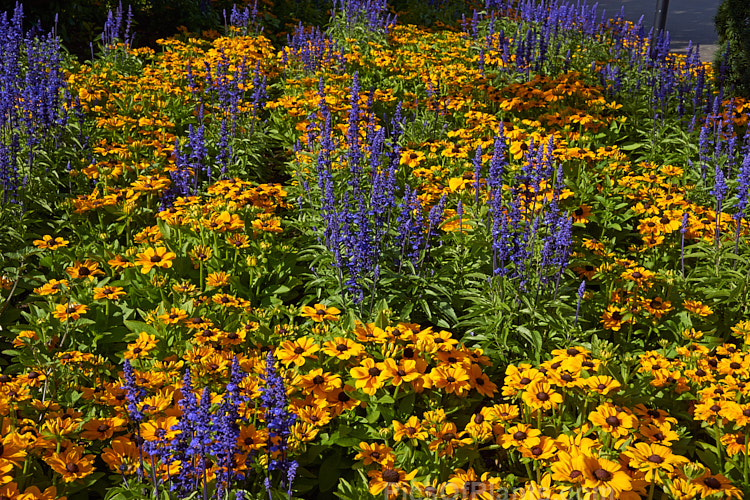 <i>Rudbeckia</i> 'Toto' and <i>Salvia farinacea</i> in a larger summer border.