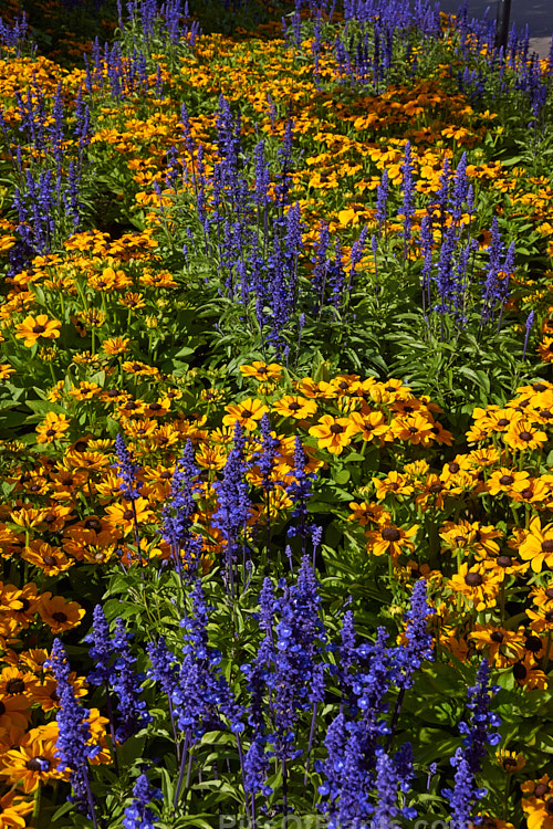 Rudbeckia 'Toto' and Salvia farinacea in a larger summer border.