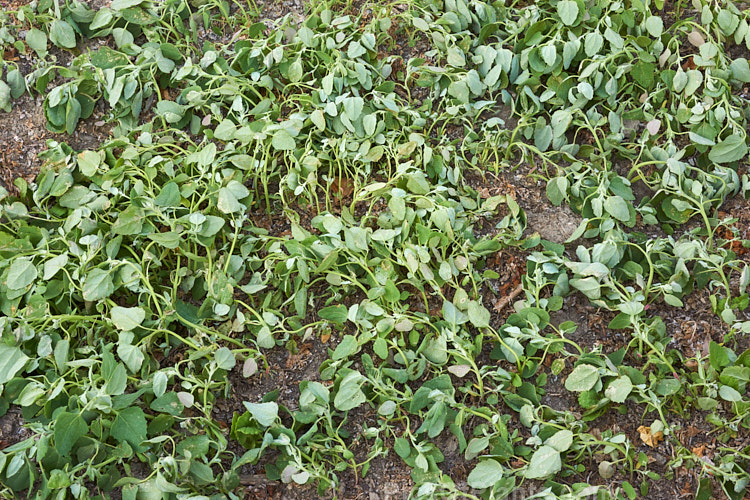 Young fathen plants showing the effects of recently being sprayed with Glyphosate.