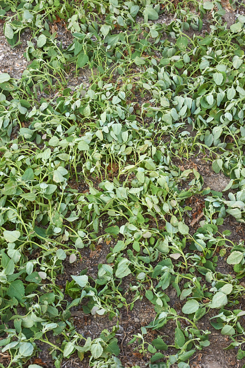 Young fathen plants showing the effects of recently being sprayed with Glyphosate.