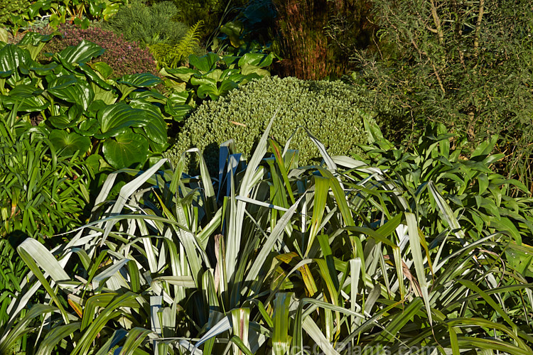 A group of New Zealand perennials and shrubs displaying a wide variety of foliage. In the foreground is the silvery <i>Astelia chathamica</i>. Also shown are Chatham Island Forget-Me-Not (<i>Myostidium hortensia</i>), Hebe (<i>Veronica</i>), Kowhai (<i>Sophora</i>) and Renga Renga Lily (<i>Arthropodium</i>). These plants are all evergreen or nearly so and this photo was taken in early winter.