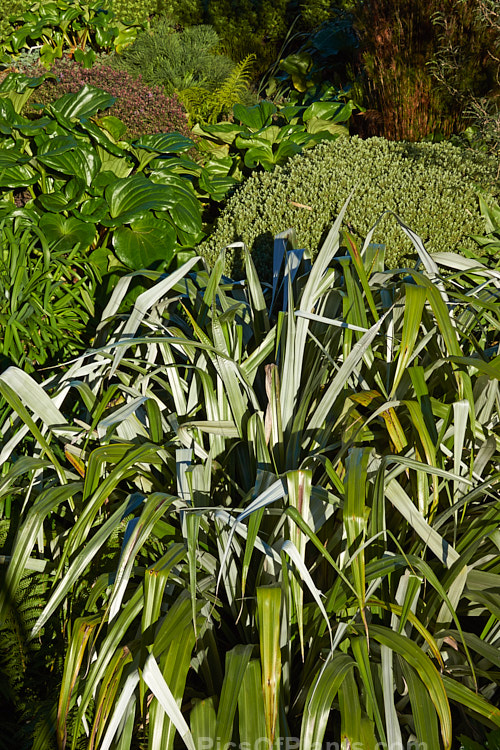 A group of New Zealand perennials and shrubs displaying a wide variety of foliage. In the foreground is the silvery <i>Astelia chathamica</i>. Also shown are Chatham Island Forget-Me-Not (<i>Myostidium hortensia</i>), Hebe (<i>Veronica</i>), Kowhai (<i>Sophora</i>) and Renga Renga Lily (<i>Arthropodium</i>). These plants are all evergreen or nearly so and this photo was taken in early winter.