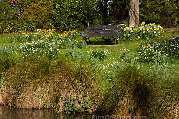 Daffodils and snowflakes around a park bench.