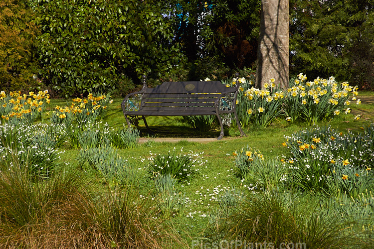 Daffodils and snowflakes around a park bench.