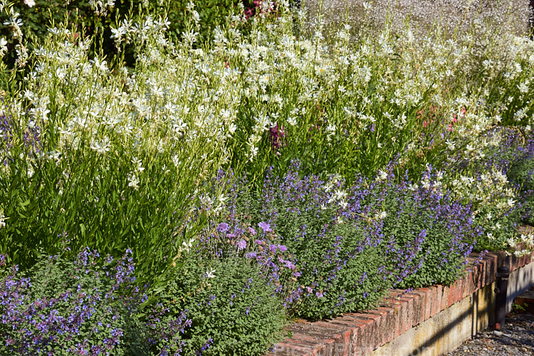 An edging of catmint (<i>Nepeta</i>) in front of white-flowered <i>Gaura</i>.