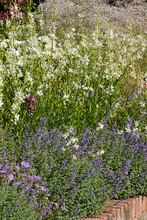 An edging of catmint (<i>Nepeta</i>) in front of white-flowered <i>Gaura</i>.