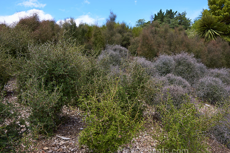 A bank planted with New Zealand native shrubs, including <i>Sophora prostrata</i>, <i>Corokia cotoneaster</i>, <i>Coprosma</i> and <i>Cordyline</i>.