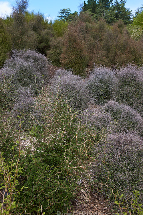 A bank planted with New Zealand native shrubs, including <i>Sophora prostrata</i>, <i>Corokia cotoneaster</i>, <i>Coprosma</i> and <i>Cordyline</i>.