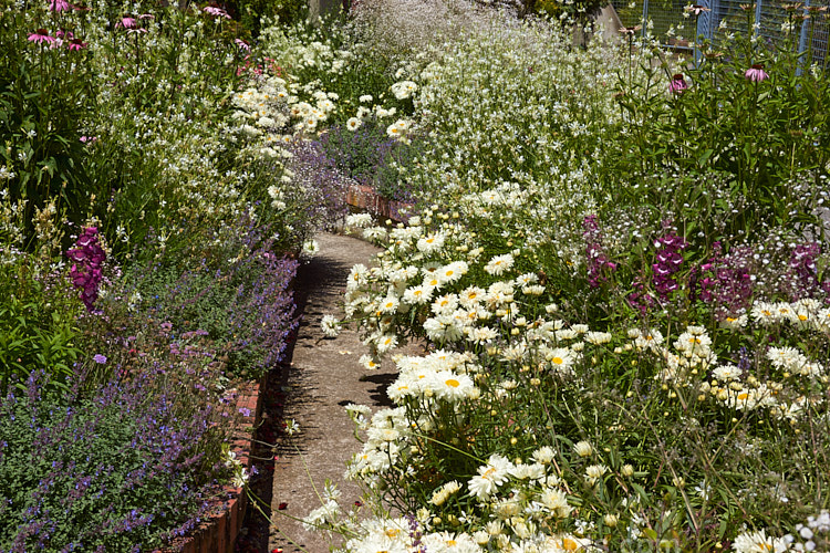 A colourful display of summer-flowering perennials in raised beds.