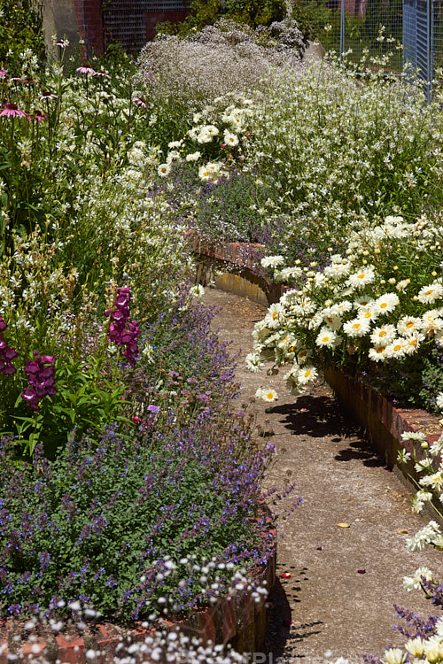 A colourful display of summer-flowering perennials in raised beds.