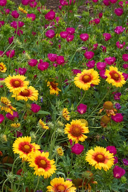 Two summer-flowering North American perennials: <i>Gaillardia</i> and <i>Callirhoe</i>.