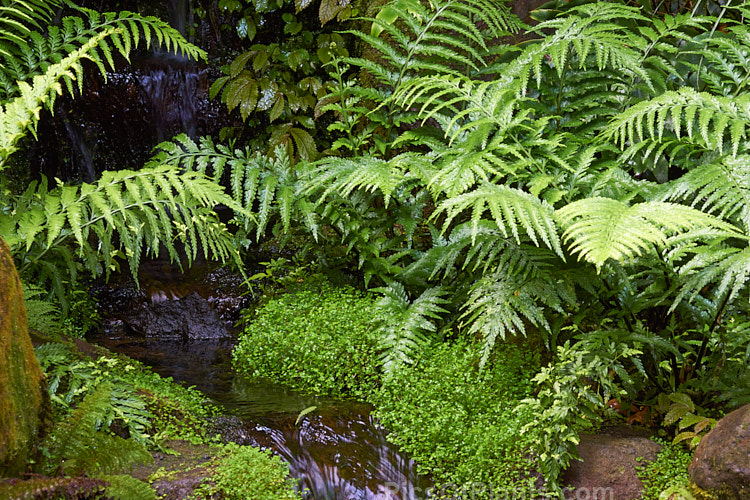 A shady corner with ferns and a small stream.