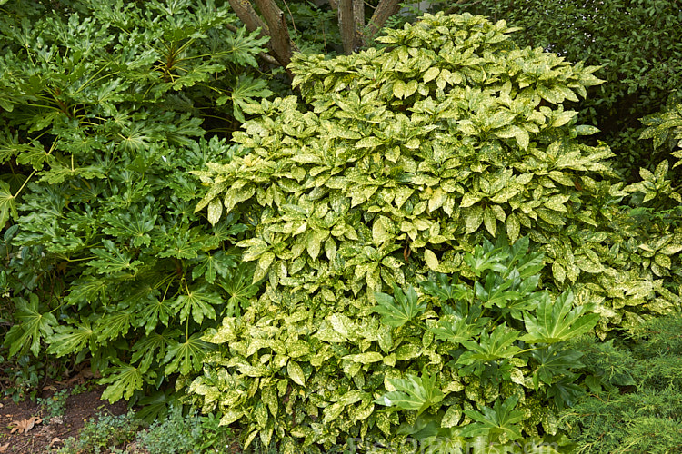 Two Japanese evergreen shrubs: the large, palmate leaves of Japanese aralia (<i>Fatsia japonica</i>) and the variegated foliage of Japanese laurel (<i>Aucuba japonica</i>).