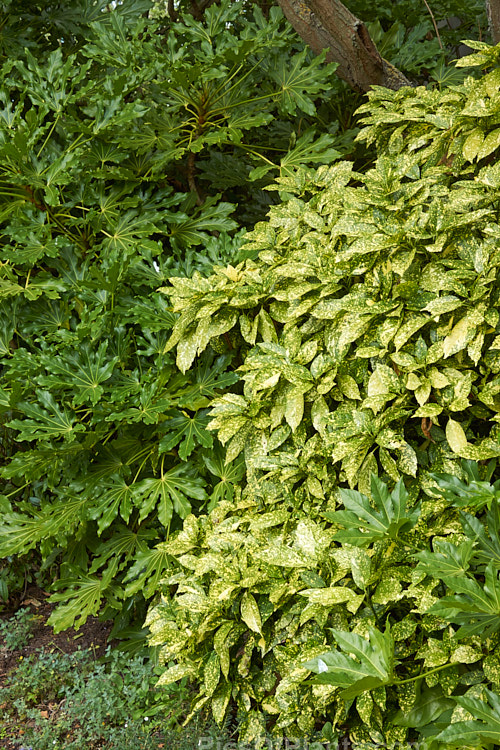 Two Japanese evergreen shrubs: the large, palmate leaves of Japanese aralia (<i>Fatsia japonica</i>) and the variegated foliage of Japanese laurel (<i>Aucuba japonica</i>).