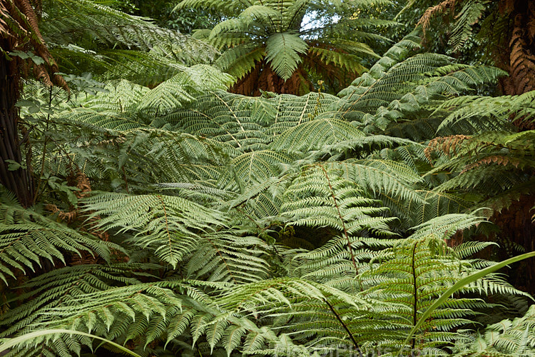 Part of large group of New Zealand tree ferns. Two genera are represented in the New Zealand flora, <i>Dicksonia</i> and <i>Cyathea</i>, and they are a prominent feature of the country's forested areas, particularly at the margins, where they tend to be colonisers.