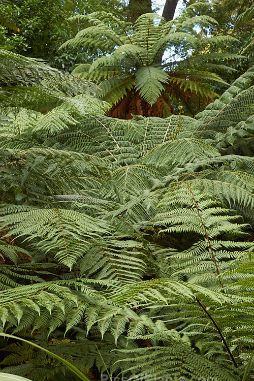 Part of large group of New Zealand tree ferns. Two genera are represented in the New Zealand flora, <i>Dicksonia</i> and <i>Cyathea</i>, and they are a prominent feature of the country's forested areas, particularly at the margins, where they tend to be colonisers.