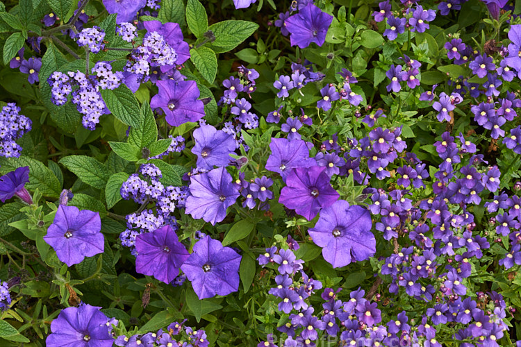 Summer blooming purple flowers: <i>Heliotropium</i>, <i>Petunia</i> and <i>Nemesia</i>.