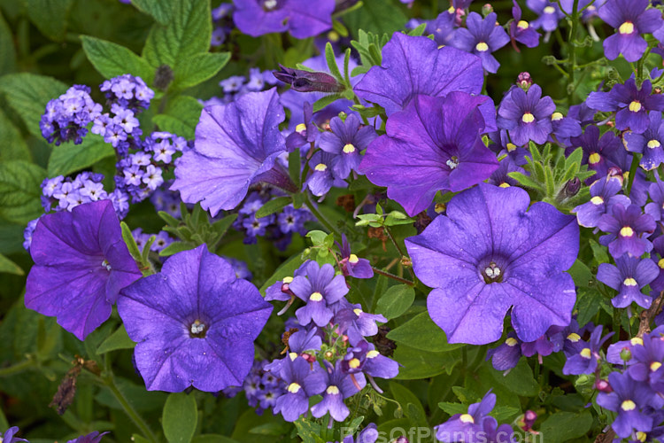 Summer blooming purple flowers: <i>Heliotropium</i>, <i>Petunia</i> and <i>Nemesia</i>.