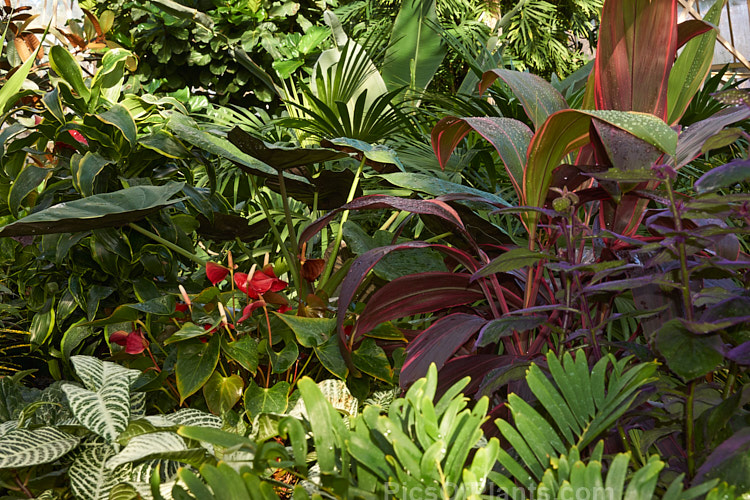 The highly varied foliage of tropical house plants.