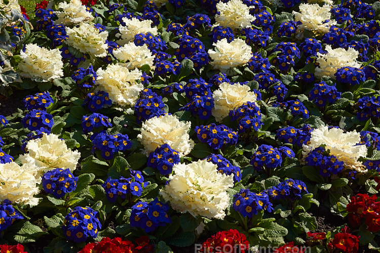 Blue- and red-flowered polyanthus interplanted with coloured foliage ornamental kale.