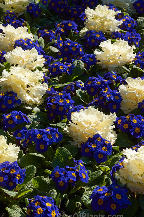 Blue- and red-flowered polyanthus interplanted with coloured foliage ornamental kale.