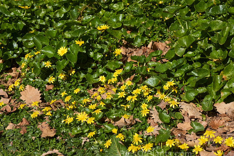 Two early-flowering members of the ranunculus family: buttercup (<i>Ranunculus</i>) and kingcup (<i>Caltha</i>).