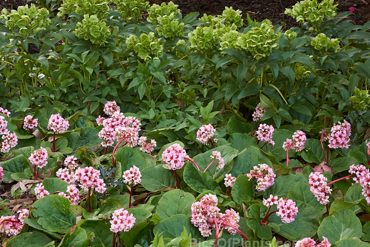 Two late winter- to spring-flowering evergreen perennials: <i>Bergenia</i> and <i>Helleborus</i>.