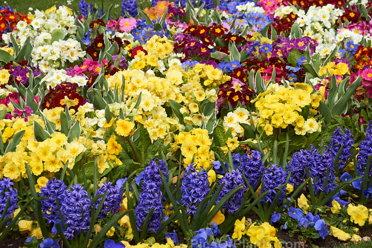 Brilliant spring colour from polyanthus and hyacinths, with the foliage of yet to bloom variegated foliage tulips.